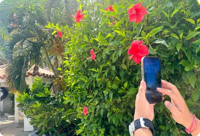 離島/宮古島･石垣島